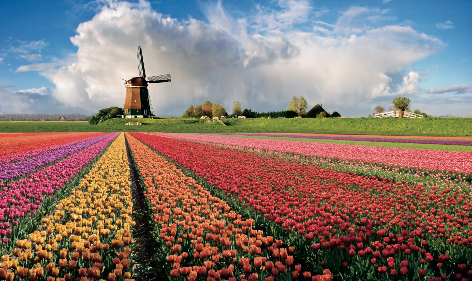 New Date Added  Holland   Belgium at Tulip Time